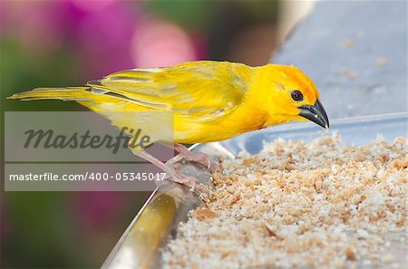 Yellow canary feeding on breadcrumbs