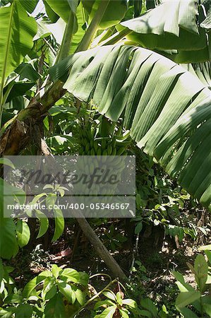 Banana tree on a plantation in the Dominican Republic