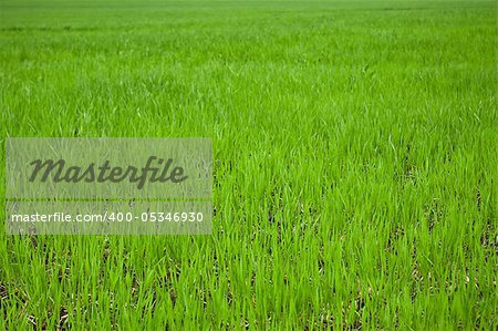 green grass on field close up for background