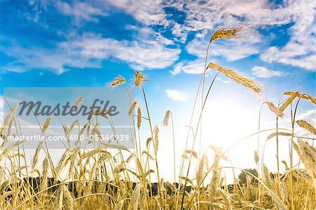 Ripe wheat spikes in the field against blue sky