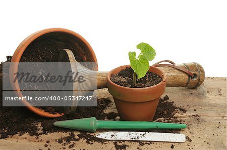 Potting on a bean seedling on a wooden bench with garden tools