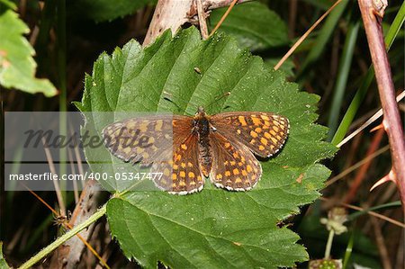 Heath Fritillary (Melitaea athalia) on a leaf