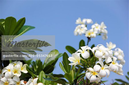 white frangipani flowers agaisnt a bright blue sky in pattaya thailand