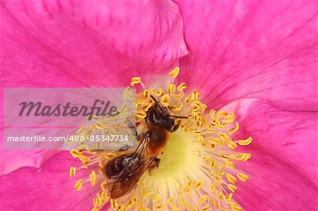 Wild bees in food intake in a flower