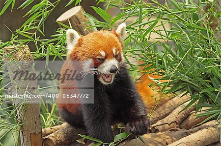 Red Panda