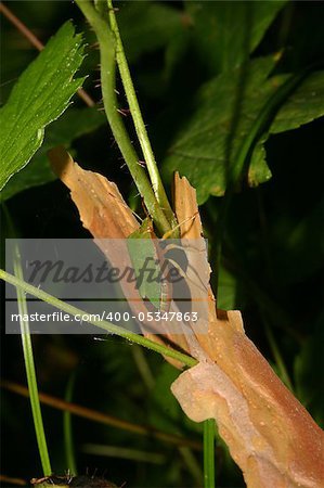 Green shield bug (Palomena prasina) on a plant