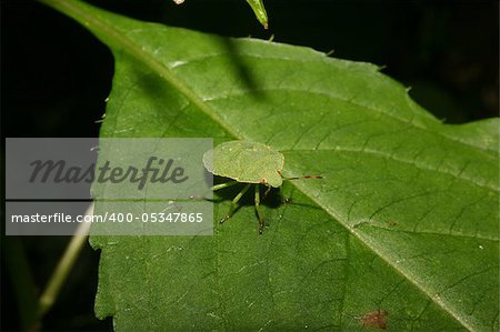 Larva of a Green shield bug (Palomena prasina) on a plant