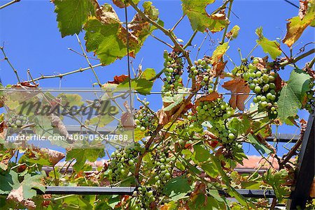 downey midlew on green grapes natural background
