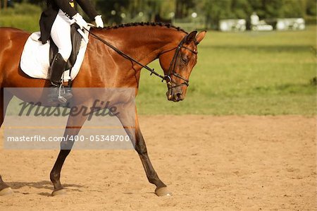 A picture of an equestrian on a sorrel horse in motion over natural background