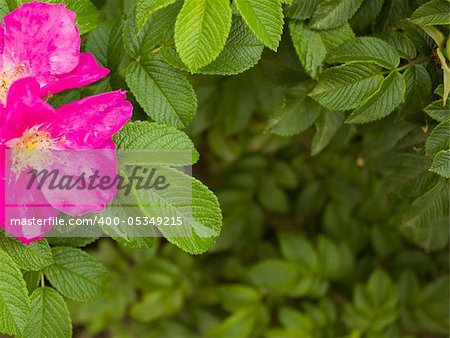 fresh dog rose hip and leaves as background frame