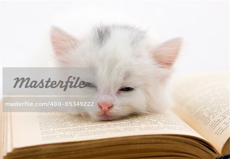 Cute kitten moans on a thick book