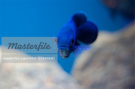 Small blue fish