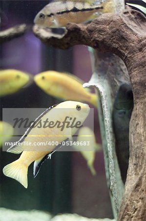 Fishes and shovel in water. Aquarium