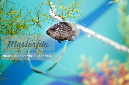 Small grey fish underwater near glass pipe