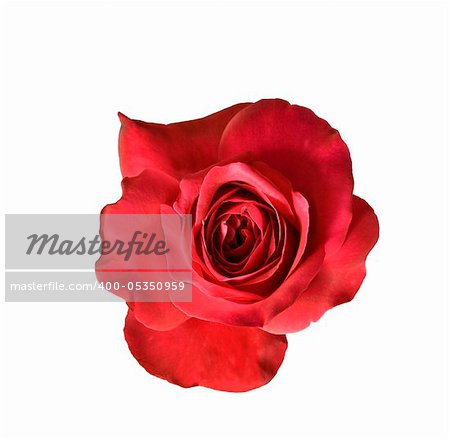 red rose flower blossom isolated on white background