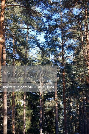 Beautiful winter forest landscape  in Russia