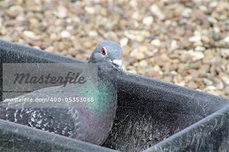 a bird in a feeder