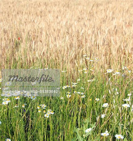 white daisies in green meadow and wheat field