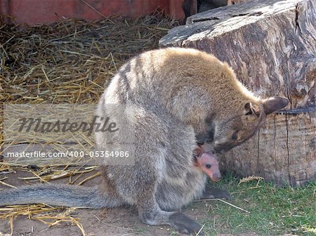 a stunning wallaby