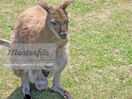 a stunning wallaby