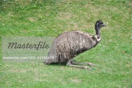 Australian Emu Bird