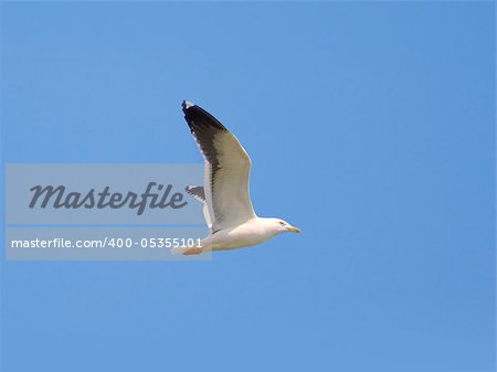 Photo of a flying seagull on a blue sky background