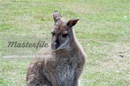 stunning wallaby in a field