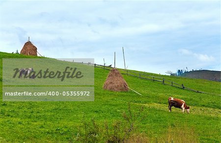 Summer mountain village outscirts with haystacks and cows on grass field