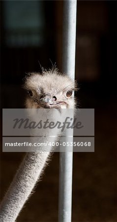 A young ostrich on a farm in Borlänge, Sweden