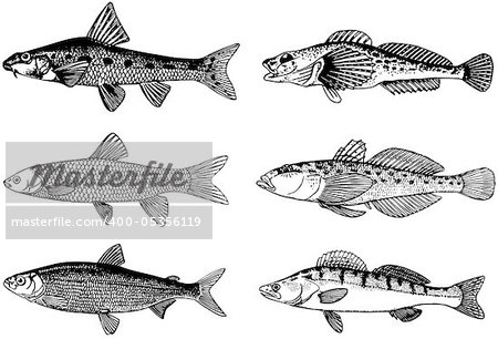 Some fish isolated on white