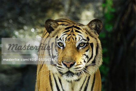 Face to face with an adult Sumatran tiger