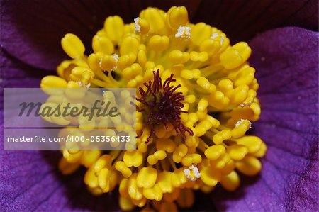 macro foto of a fresh anemone bloom in the spring