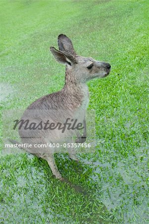 Kangaroo standing on flooded meadow, its feet are barely visible. Captured in Queensland during Australias wettest year 2011