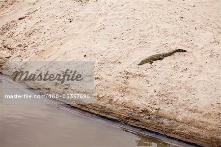 Africa, a wild crocodile on the Luangwa river