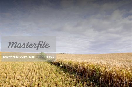 Field of cut wheat and ripped rye. Agricultural view with cloudy sky.