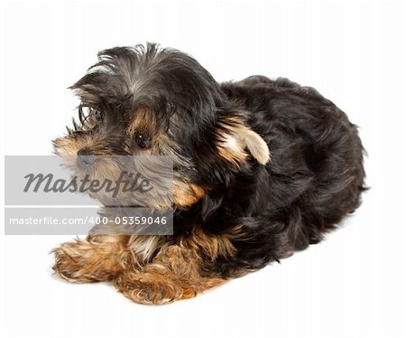 Yorkshire Terrier puppy (3 months) in front of a white background