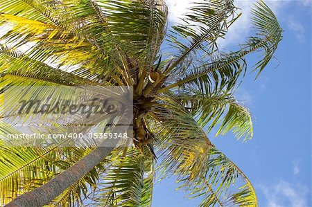 Palm tree on Huahine, French Polynesia.