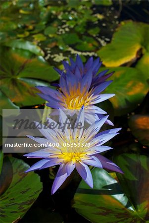 Purple water lilies on green leaves background