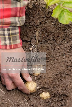 First early potatoes (swift) and tubers shown as a cross section through earth.