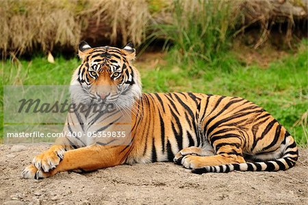 Portrait of a Royal Bengal tiger alert and staring at the camera