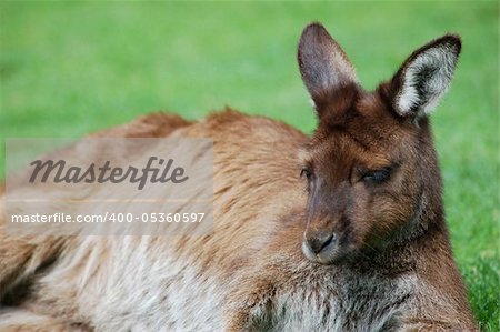 A Colourful Photo of a Wild Kangaroo in Melbourne Australia