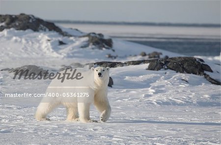 Polar bear (ursus maritimus) - the King of the Arctic