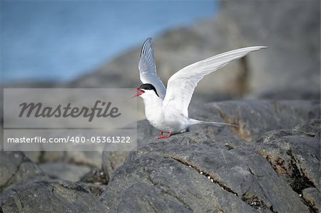 Wild Arctic tern in natural environment