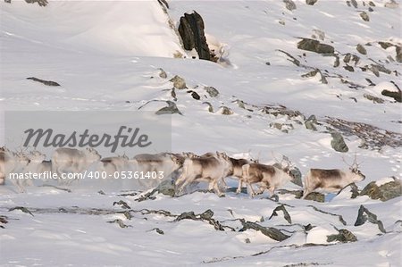 Herd of wild reindeers in the Arctic