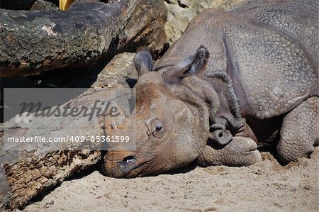 rhino from the zoo lies and sleeps