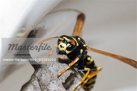 wasp sits and protects her little nest