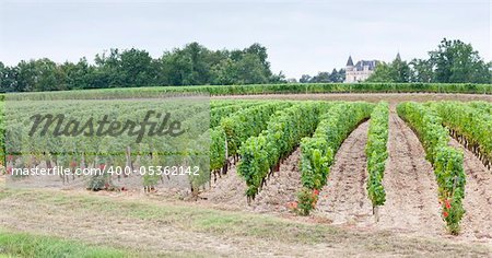 vineyard, Sauternes Region, France