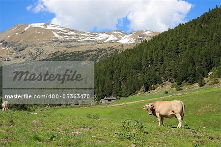 Cow in a field, in the pyrenean mountains in Andorra