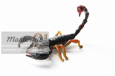 Scorpion on Isolated White Background