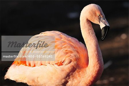 Closeup of a beautiful flamingo with vibrant colors